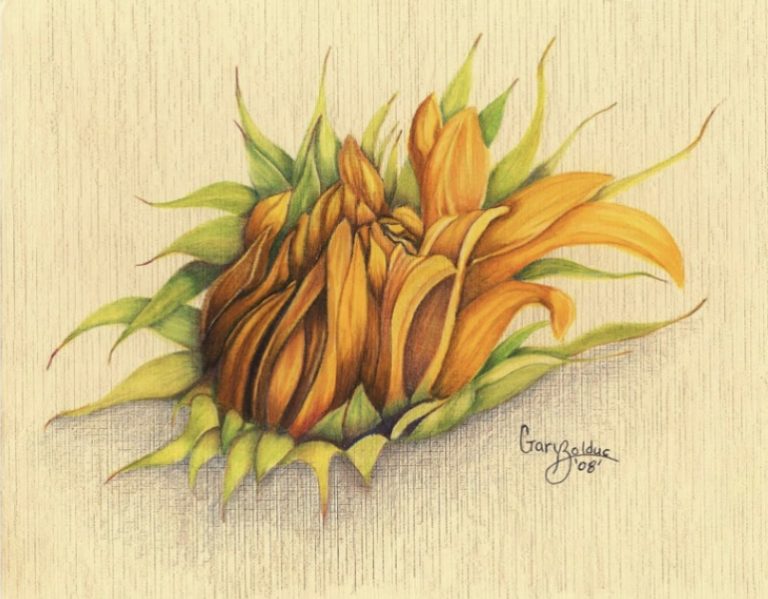 "Sunflower" by Gary Bolduc
