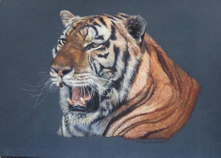 "Tiger Study" by Wendy Mcmahon