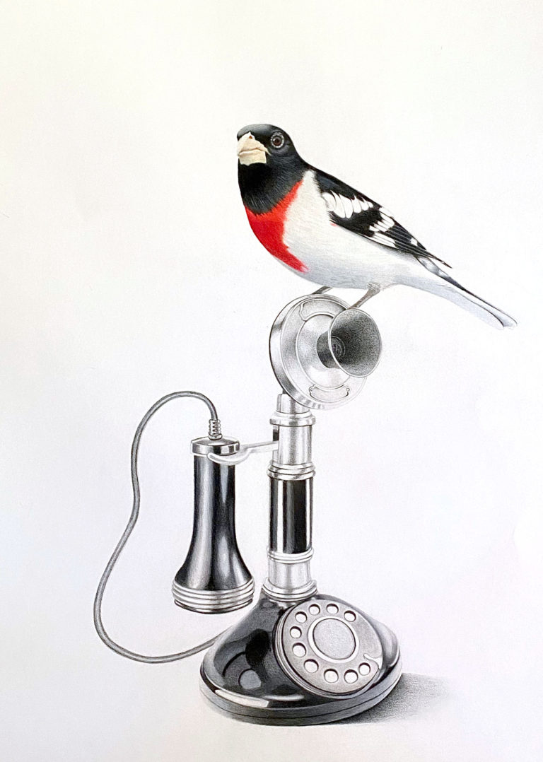 "Bird Call" by Andie Blevins